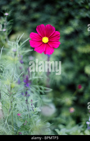 Rose profond Cosmos Bipinnatus Banque D'Images