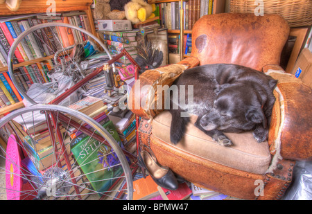 Lucy, le chien de sauvetage, endormi dans son fauteuil préféré. Banque D'Images