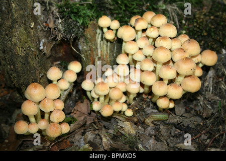 Teneur en soufre touffe Hypholoma fasciculare prises à Dibbinsdale LNR, Wirral, UK Banque D'Images