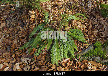 Blechnum, hard fern (Blechnum spicant), sur le sol d'une forêt. Banque D'Images