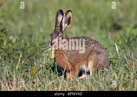 European Brown Hare (Lepus europaeus) manger des plantes. Banque D'Images