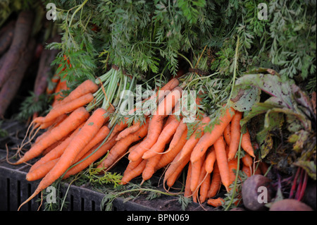 Différentes couleurs de carottes biologiques en vente au marché des produits agricoles de Brighton a lieu chaque samedi à North Road UK Banque D'Images