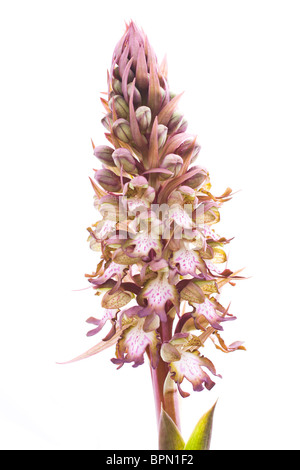 Orchid géant isolé sur fond blanc. Banque D'Images