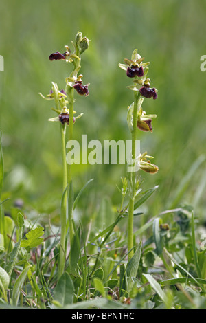 L'Orchidée araignée (Ophrys sphegodes), les plantes à fleurs. Banque D'Images