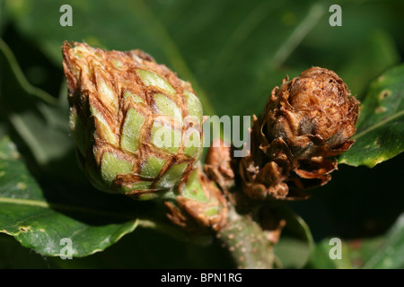 Artichaut chêne Gall causé par le Gall Wasp Andricus fecundator prises à Wirral, UK Banque D'Images