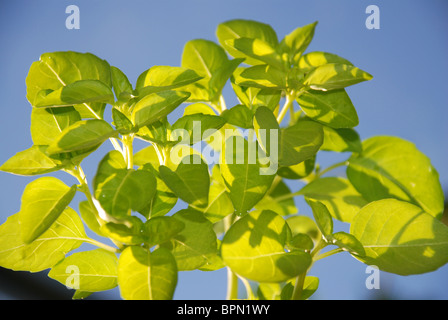 Plant de basilic Banque D'Images