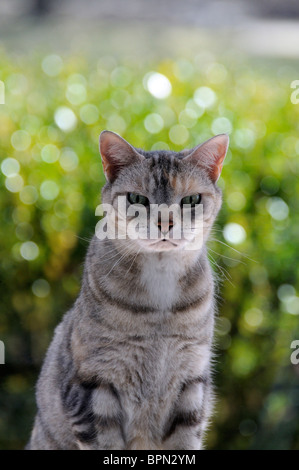 American Shorthair Cat à l'extérieur regardant à travers une fenêtre dans une maison. Banque D'Images