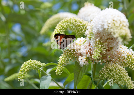 Buddleja davidii Peacock butterfly sur 'Les Kneale' photographié dans le Yorkshire, UK Banque D'Images