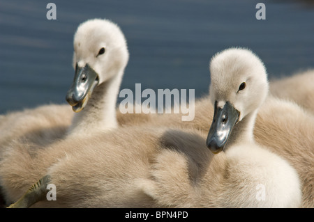 Deux jeunes cygne muet cygnets juste quelques jours Banque D'Images