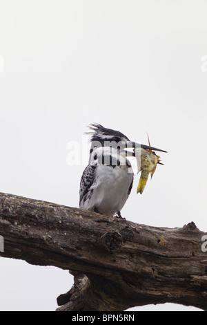 Pied Kingfisher avec capture de poissons rouges Banque D'Images