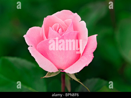 Fleur rose rose clair contre un arrière-plan vert - un close-up. Banque D'Images