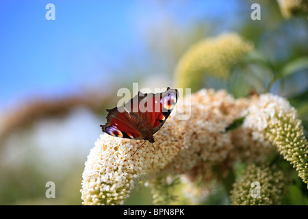 Buddleja davidii Peacock butterfly sur 'Les Kneale' photographié dans le Yorkshire, UK Banque D'Images