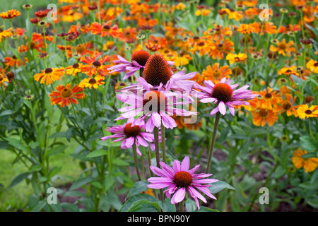 Au milieu de l'été border d'Echinacea Purpurea 'Magnus' et Christian '' Banque D'Images