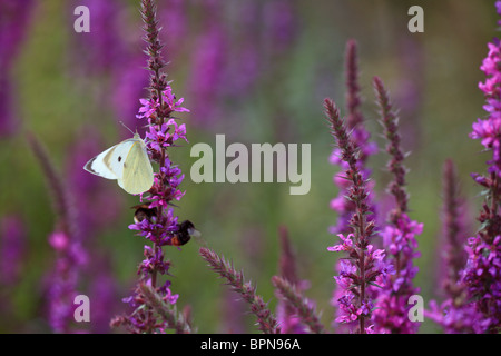 Lythrum salicaria 'Lady Sackville' et grand papillon blanc (Pieris brassicae) Banque D'Images