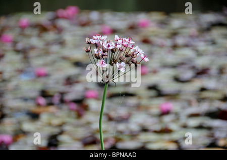 Le butome à ombelle (Butomus umbellatus) Banque D'Images