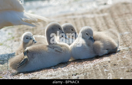 Jeune cygne muet cygnets juste quelques jours Banque D'Images