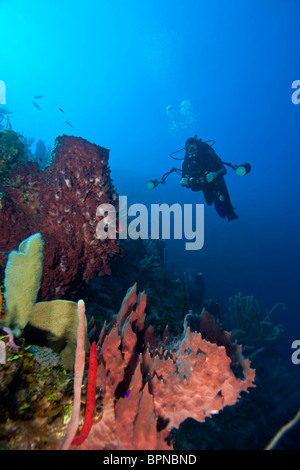 Les plongeurs avec un cmaera, éponges Baril Géant , Utila, Bay Islands, Honduras, Amérique Centrale Banque D'Images