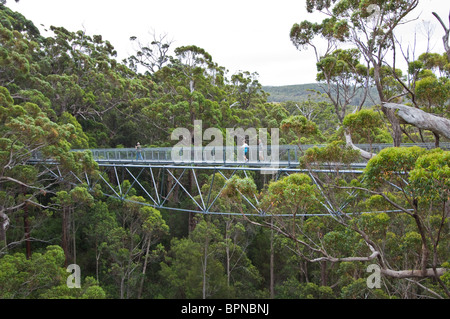 La Vallée des Géants Tree Top Walk dans Walpole-Nornalup National Park, en Australie occidentale. Banque D'Images