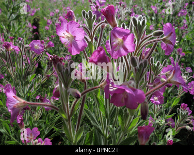 Grand Willowherb (Epilobium hirsutum) Banque D'Images