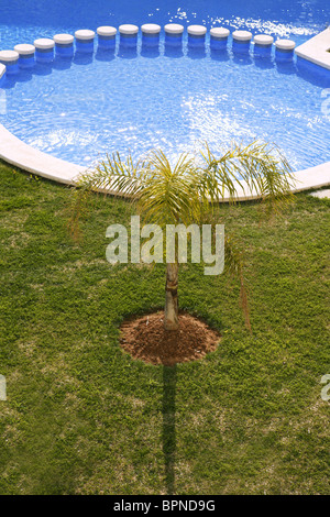 Piscine bleu rond palmier jardin herbe verte Banque D'Images