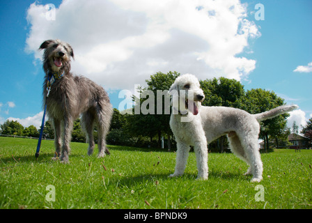 Un Bedlington terrier appelé Freddie & son chien cerf ami appelé Tilly. Banque D'Images