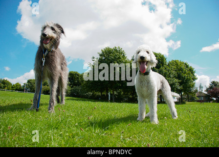 Un Bedlington terrier appelé Freddie & son chien cerf ami appelé Tilly. Banque D'Images