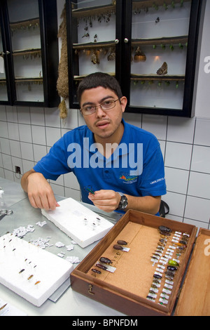 Classification des insectes à l'entomologiste Veragua Rainforest Adventure Park et de recherche près de Limon, Costa Rica. Banque D'Images