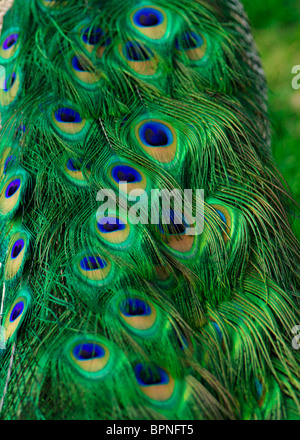 Peacock plumes de fond. Banque D'Images