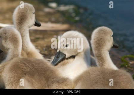 Jeune cygne muet cygnets juste quelques jours Banque D'Images