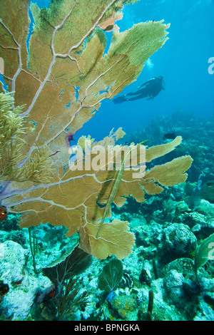 Homme diver & Poissons-Trompette (Aulostomus maculatus) près de Purple Sea Fan, Utila, Bay Islands, Honduras, Amérique Centrale Banque D'Images