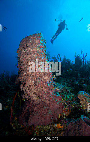 Les plongeurs avec un cmaera, éponges Baril Géant , Utila, Bay Islands, Honduras, Amérique Centrale Banque D'Images