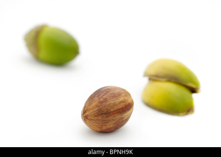 Les glands de chêne, Quercus prinus ou Quercus montana. L'un des glands a été coupé pour révéler la semence de l'intérieur. Banque D'Images