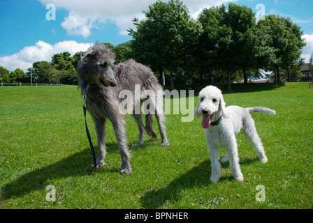 Un Bedlington terrier appelé Freddie & son chien cerf ami appelé Tilly. Banque D'Images