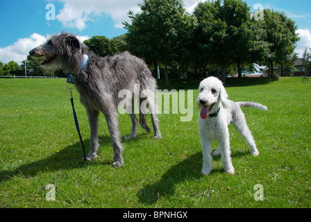 Un Bedlington terrier appelé Freddie & son chien cerf ami appelé Tilly. Banque D'Images