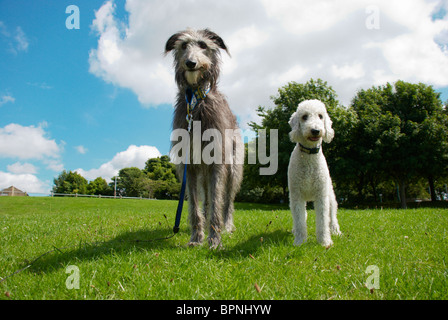 Un Bedlington terrier appelé Freddie & son chien cerf ami appelé Tilly. Banque D'Images