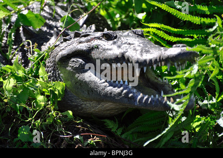 Crocodile (Crocodylus acutus) profitant de soleil sur la rivière. La Tovara, Nayarit, Mexique Banque D'Images