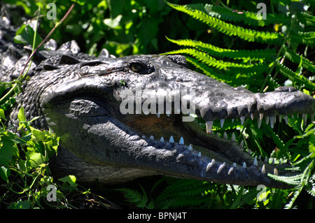 Crocodile (Crocodylus acutus) profitant de soleil sur la rivière. La Tovara, Nayarit, Mexique Banque D'Images