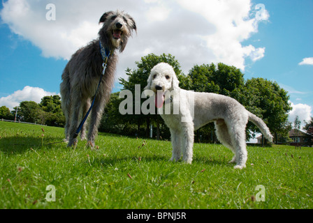 Un Bedlington terrier appelé Freddie & son chien cerf ami appelé Tilly. Banque D'Images