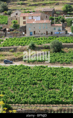 Vignes dans la vallée de l'Orb près de Roquebrun au Ceps Haut Languedoc sud de France Banque D'Images