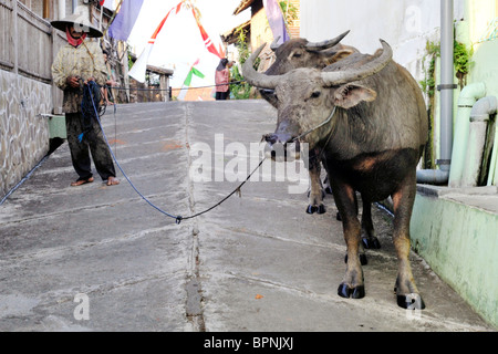 Homme marchant dans la rue du village avec son équipe de buffles d'eau java indonésie Banque D'Images