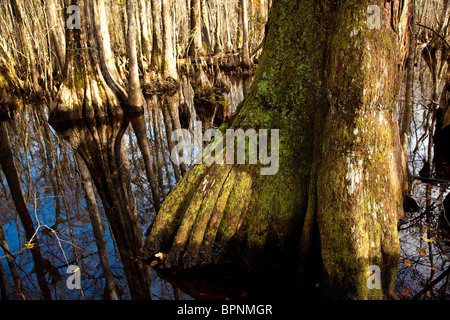 Scène de Francis Beidler Forest à quatre trous Swamp, comté de Dorchester, SC Banque D'Images