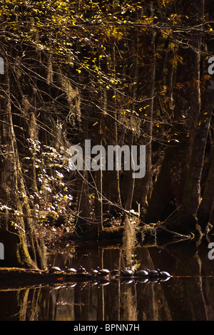 Scène de Francis Beidler Forest à quatre trous Swamp, comté de Dorchester, SC Banque D'Images