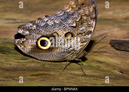 Dans le papillon Hibou Veragua Rainforest près de Limon, Costa Rica. Banque D'Images