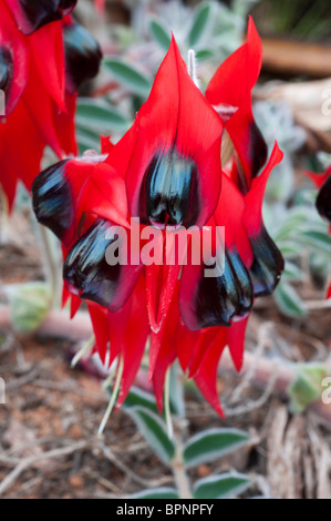 Gros plan des fleurs rouges et noires vives de Sturt Desert Pea Banque D'Images