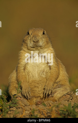 Chien de prairie Blacktail (Cynomys ludovicianus) Wyoming - USA Banque D'Images