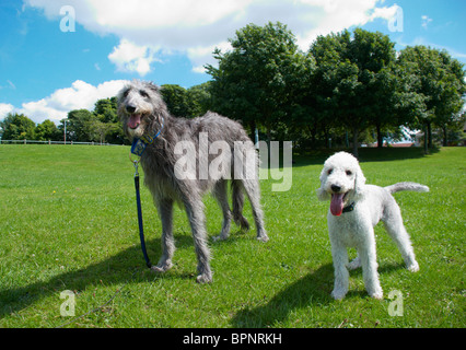 Un Bedlington terrier appelé Freddie & son chien cerf ami appelé Tilly. Banque D'Images