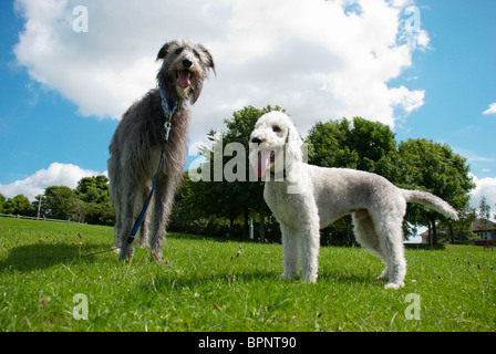 Un Bedlington terrier appelé Freddie & son chien cerf ami appelé Tilly. Banque D'Images