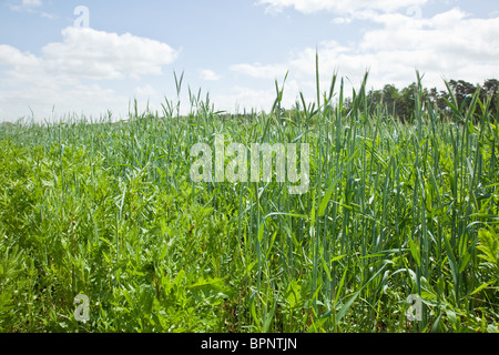 Le seigle (Secale cereale) est une herbe abondamment cultivé comme un grain et comme une plante fourragère. Il est membre de la tribu des Triticeae (blé) Banque D'Images