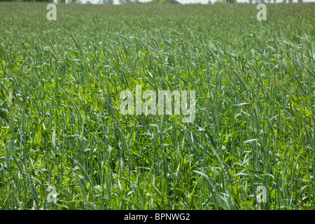 Le seigle (Secale cereale) est une herbe abondamment cultivé comme un grain et comme une plante fourragère. Il est membre de la tribu des Triticeae (blé) Banque D'Images