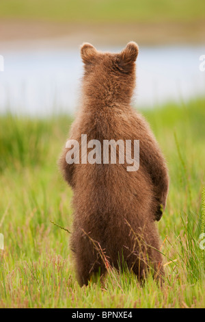 Une couleur brune ou Grizzly Bear cub, Lake Clark National Park, Alaska. Banque D'Images